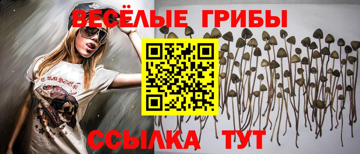Псилоцибиновые грибы прущие грибы Звенигород