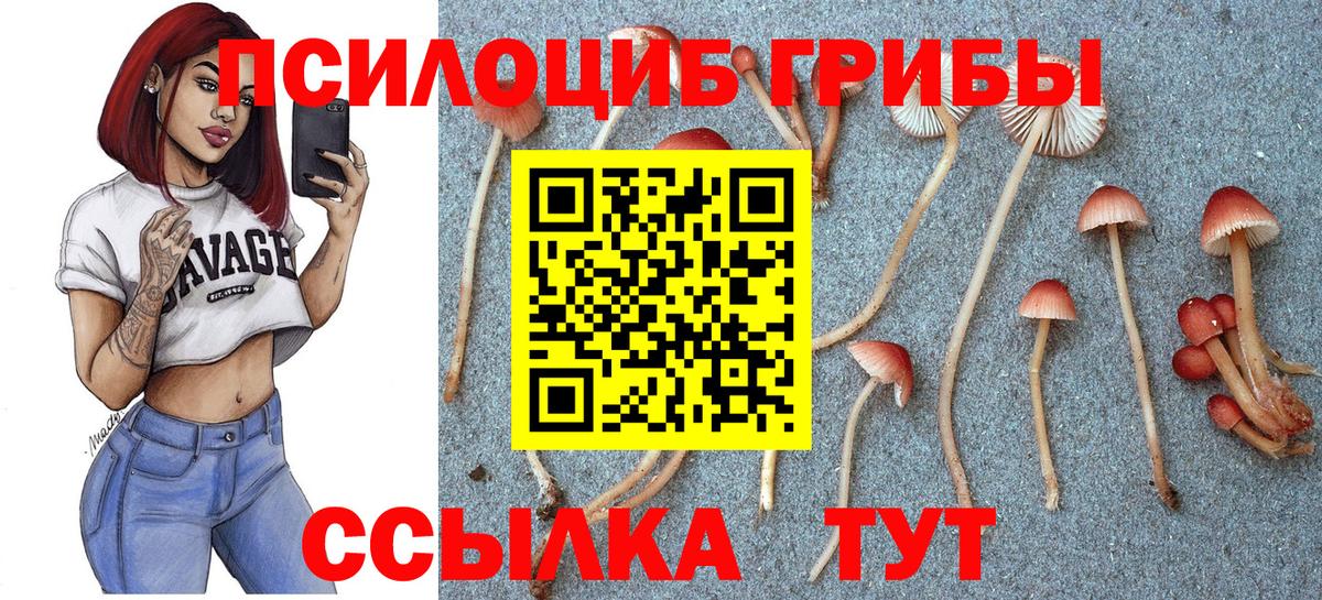 Звенигород  Псилоцибиновые грибы MAGIC MUSHROOMS  Вход с VPN 